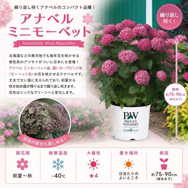 当店農場生産】PWシュラブ アナベル ミニ モーベット 15cmポット苗（若