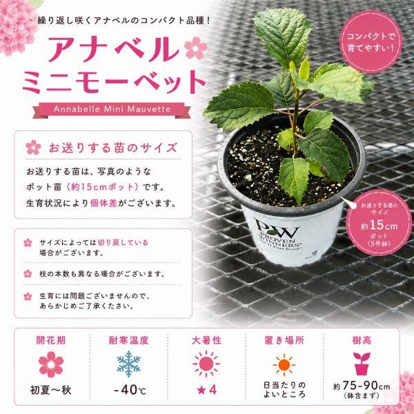 当店農場生産】PWシュラブ アナベル ミニ モーベット 15cmポット苗（若