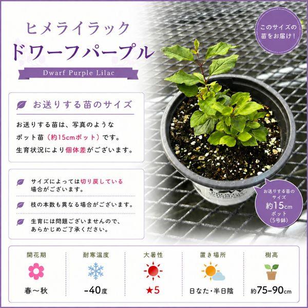 当店農場生産】PWシュラブ 姫ライラック ドワーフパープル 15cmポット