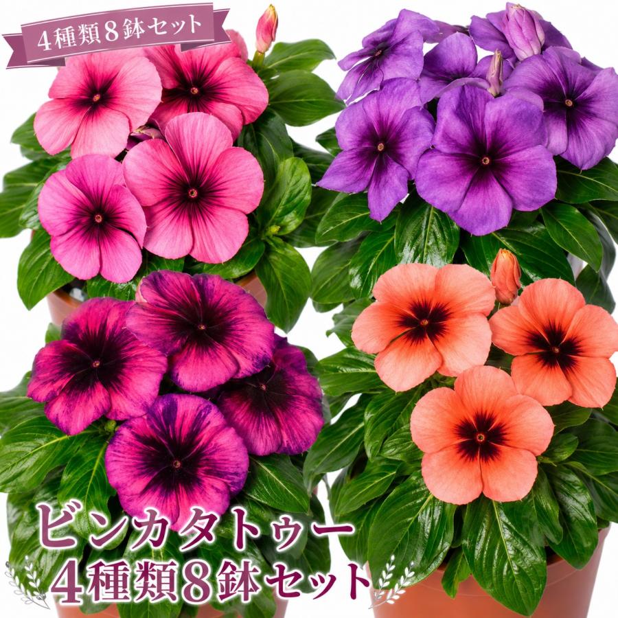 当店農場生産】ビンカ タトゥー 4種類8鉢セット 9cmポット苗 花の色が