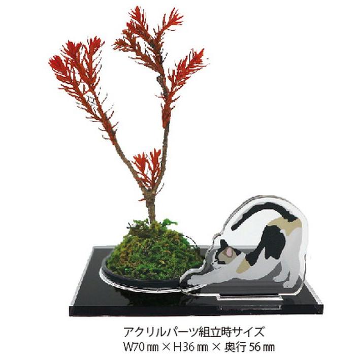 【中品盆栽】ドライ盆栽　水やり不要 盆栽 つくる盆栽 ドライ盆栽作成キット 盆栽 キット[02] : 本家屋 - 通販