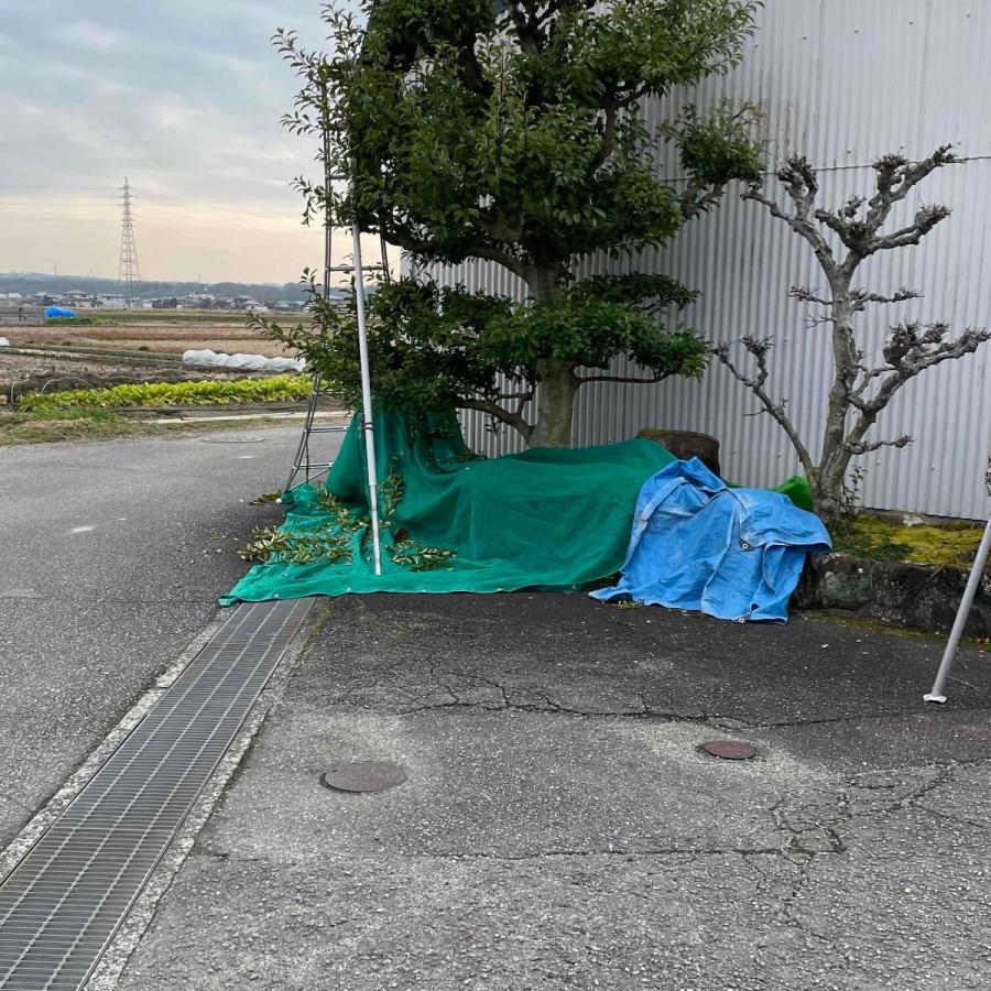 植木 刈り込み 養生シート 大型 3 6m 5 4m グリーンシート 造園 ほんまもん ヤフーショップ 通販 Yahoo ショッピング