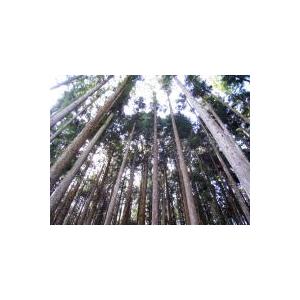 まな板 木曽桧 一枚板 板目 約480×240×30mm 日本製 メーカー直送