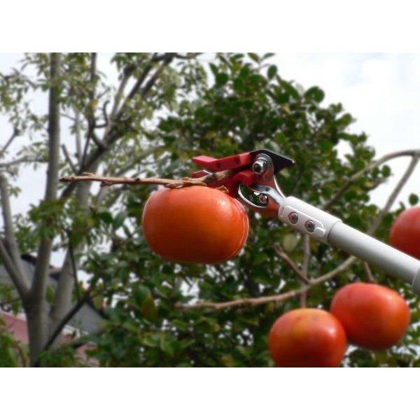 アルス 伸縮式 高枝切鋏 ライトチョキズーム 150Z-3.0-5D 大型商品配送