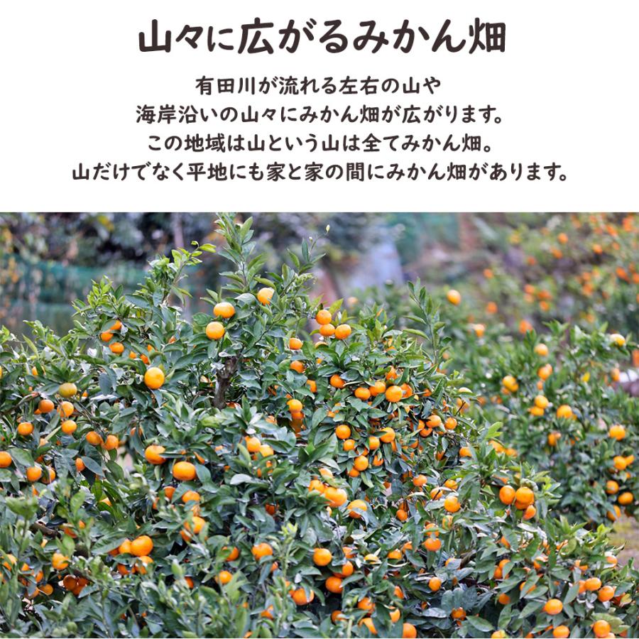 AQ有田みかん ケース 箱売り 和歌山 10kg S M ミカン 蜜柑 フルーツ