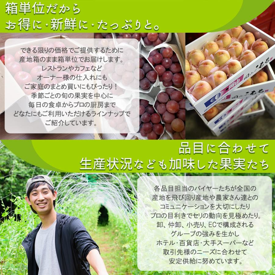 予約】ケース 箱売り 山梨 藤稔 藤みのり 大峰 8〜11房 約5kg ぶどう