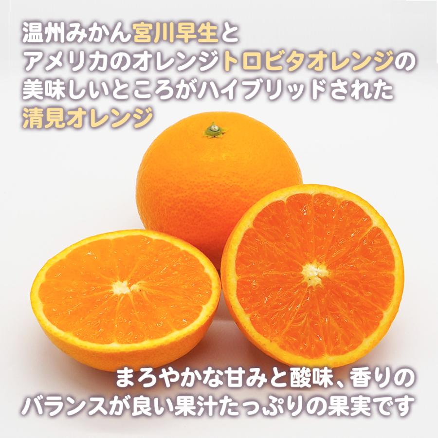 清見オレンジ 赤秀品 約10kg M〜2L 清見タンゴール みかん オレンジ