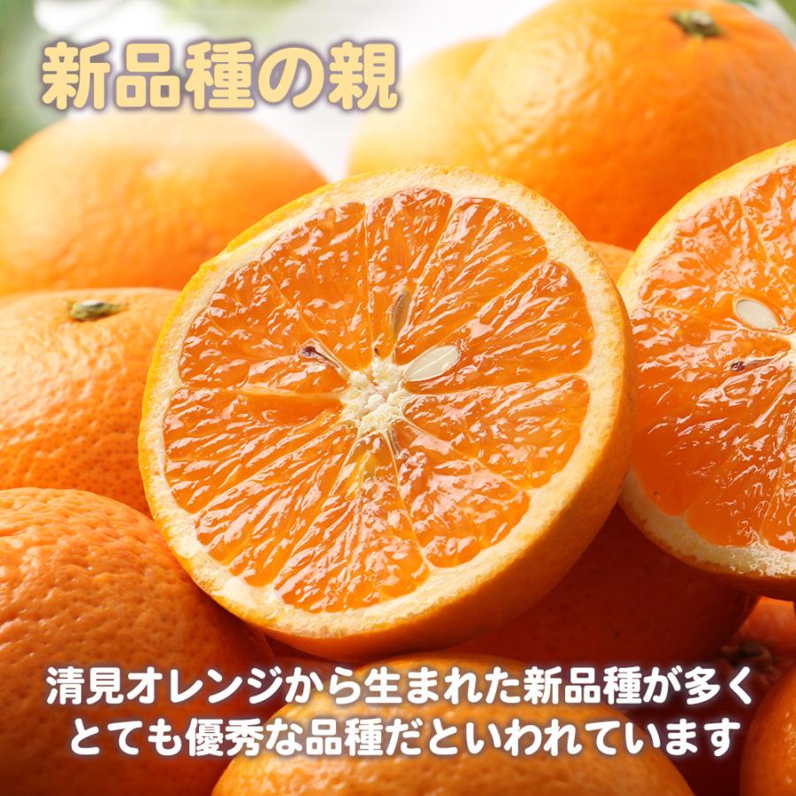 新堂「新清」清見オレンジ赤秀品2L10キロ 清見オレンジ 赤秀品 約10kg M〜2L 清見タンゴール みかん オレンジ