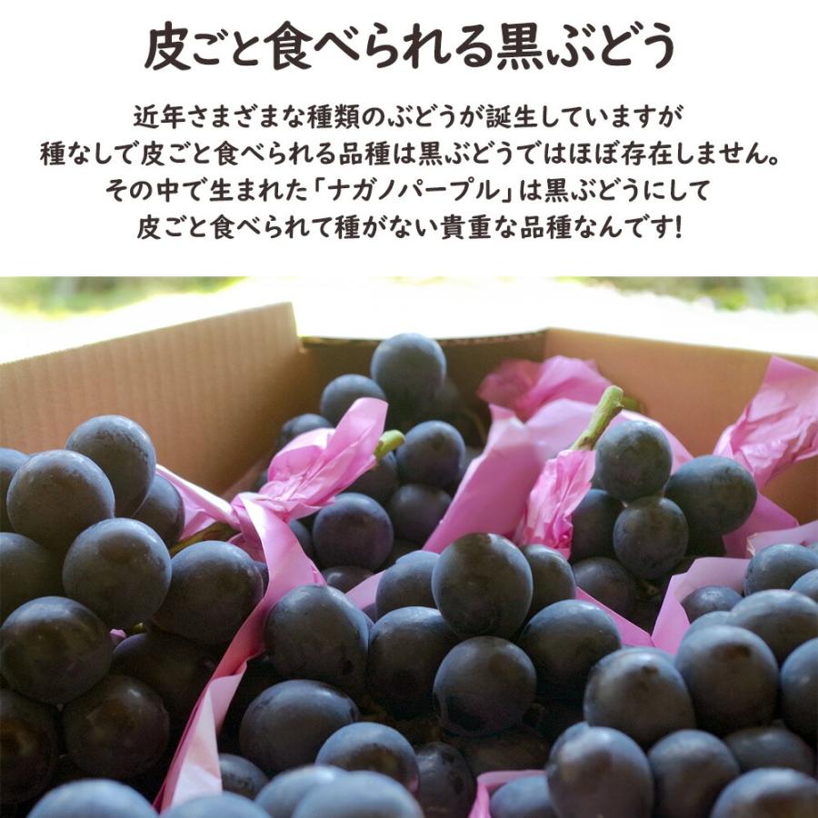 ケース 箱売り 長野 ナガノパープル 8〜12房 約5kg ぶどう 高級 大粒