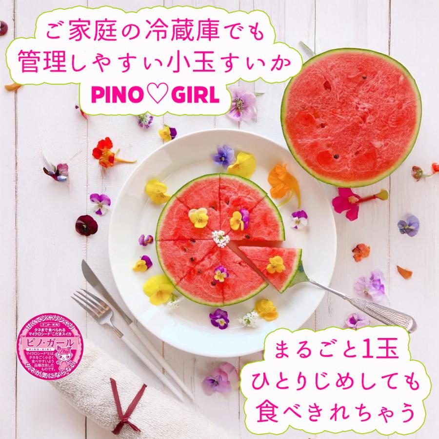 ケース 箱売り すいか 小玉 小玉すいか ピノ・ガール 6玉入り マイクロ