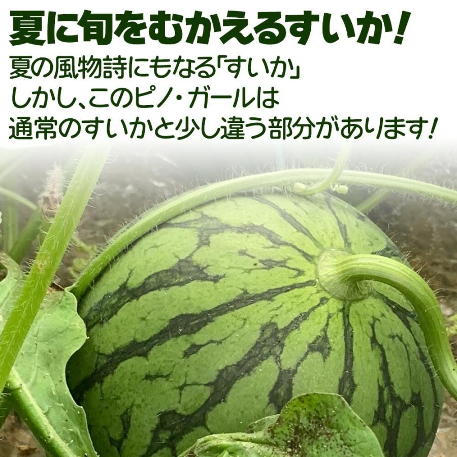 ケース 箱売り すいか 小玉 小玉すいか ピノ・ガール 6玉入り マイクロ