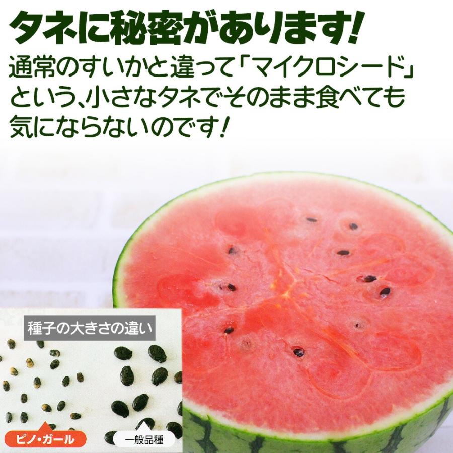 ケース 箱売り すいか 小玉 小玉すいか ピノ・ガール 6玉入り マイクロ