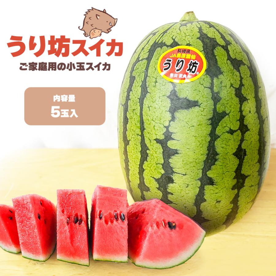 産地直送！小玉スイカウリ坊5玉入！甘くて美味しい箱込10キロ前後 ケース 箱売り すいか 小玉 うり坊 ウリ坊 長崎県産 5玉 Lサイズ