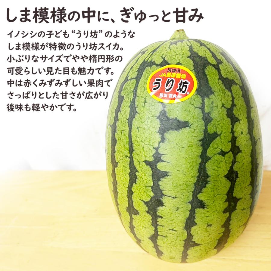 ケース 箱売り すいか 小玉 うり坊 ウリ坊 長崎県産 5玉 Lサイズ