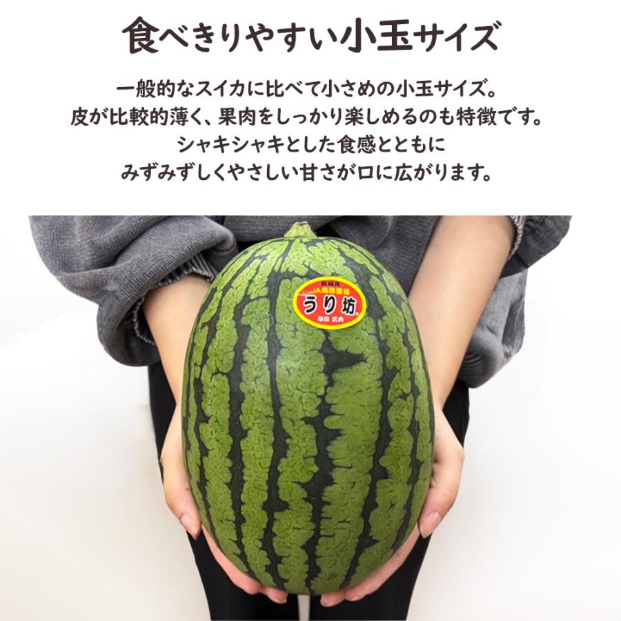 ケース 箱売り すいか 小玉 うり坊 ウリ坊 長崎県産 1玉 Lサイズ