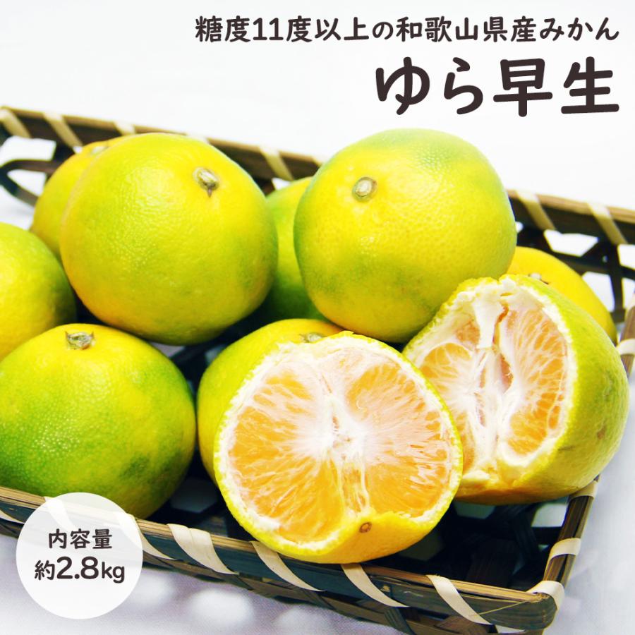 ゆら早生 極早生みかん ゆら 由良 和歌山 みかん ミカン 柑橘 2.8kg S