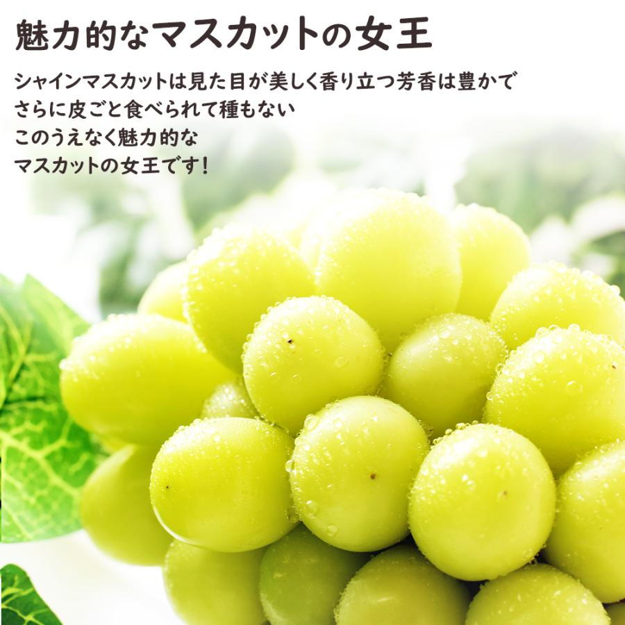クラウンメロン シャインマスカット 1玉 1.3kg 1房 500g メロン ぶどう