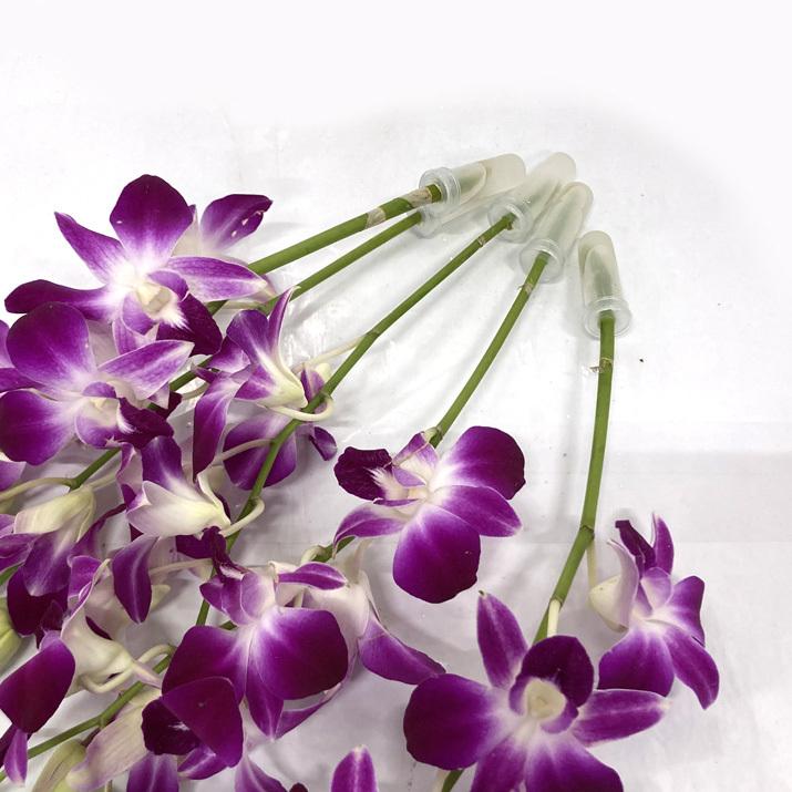 デンファレ デンドロビウム 5本 切花 生花 切り花 造花ではありません お色おまかせ Denfare ほんまもん屋 Hanaファクトリー 通販 Yahoo ショッピング