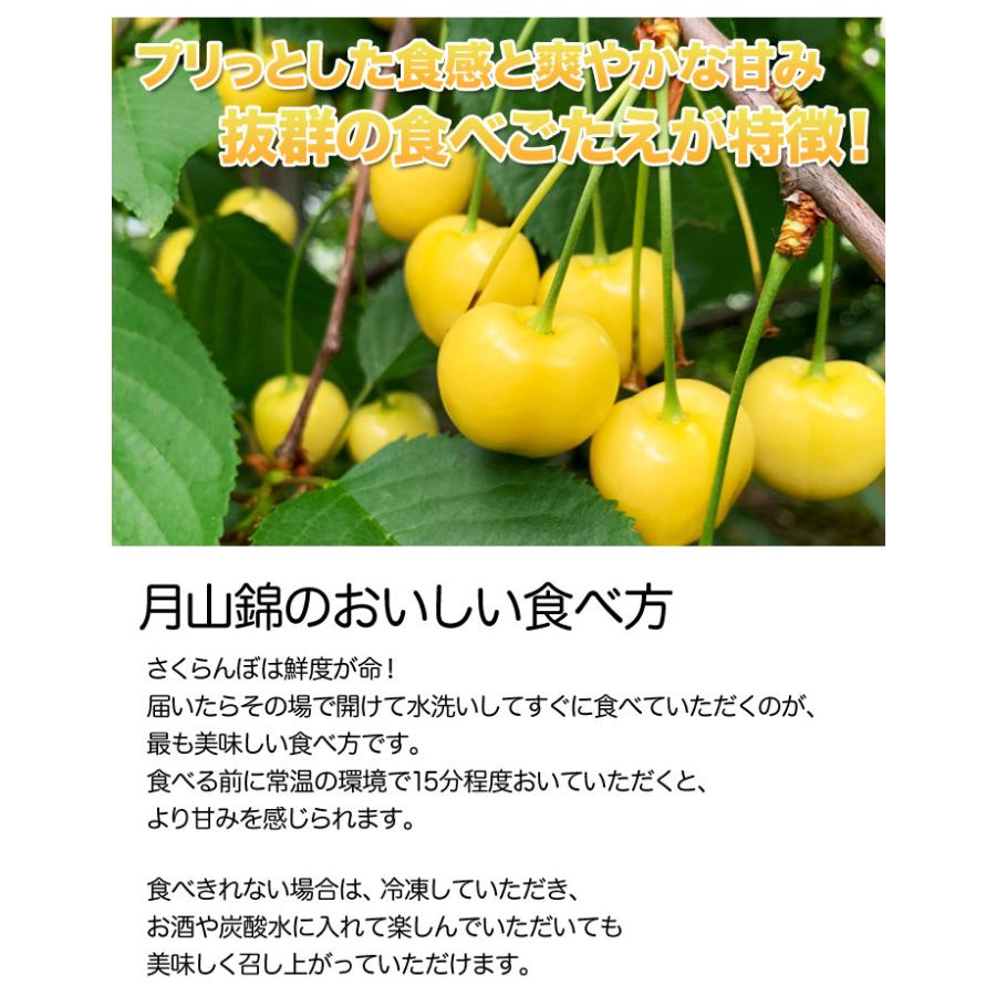 さくらんぼ サクランボ 月山錦 化粧箱 黄色いさくらんぼ 桜桃