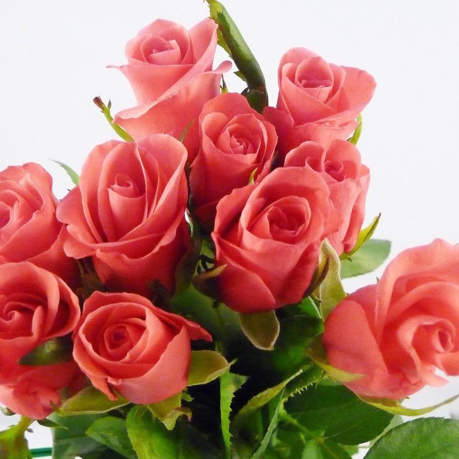 切り花 バラ 薔薇 ばら 5本 切花 生花 お色おまかせ 【JF】 [切り花