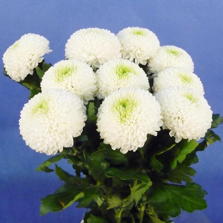 切り花 ピンポンマム 5本 切花 生花 ピンポン菊 ポンポン菊 お色おまかせ :gentai-pm:ほんまもん屋Hanaファクトリー - 通販 - Yahoo!ショッピング 切り花 ピンポンマム 5本 切花 生花 ピンポン菊 ポンポン菊 お色おまかせ :gentai-pm:ほんまもん屋Hanaファクトリー - 通販 - Yahoo!ショッピング