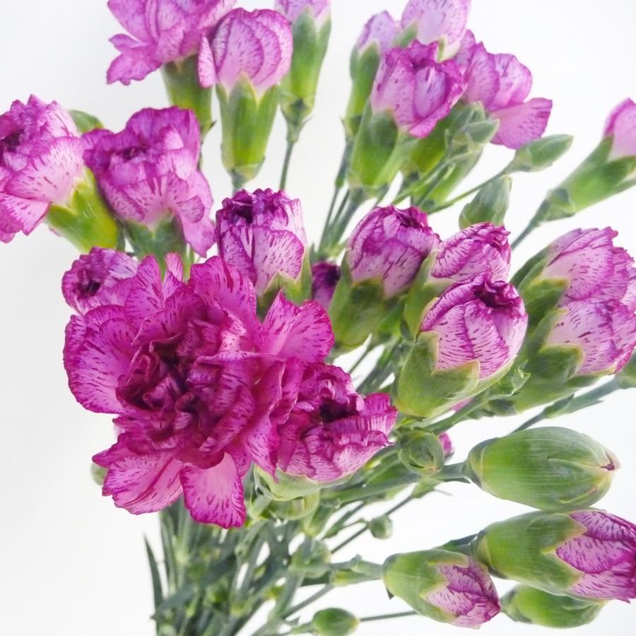 数量限定価格!! 年中無休 スプレーカーネーション Sカーネ 5本 切花 生花 切り花 造花ではありません お色おまかせ