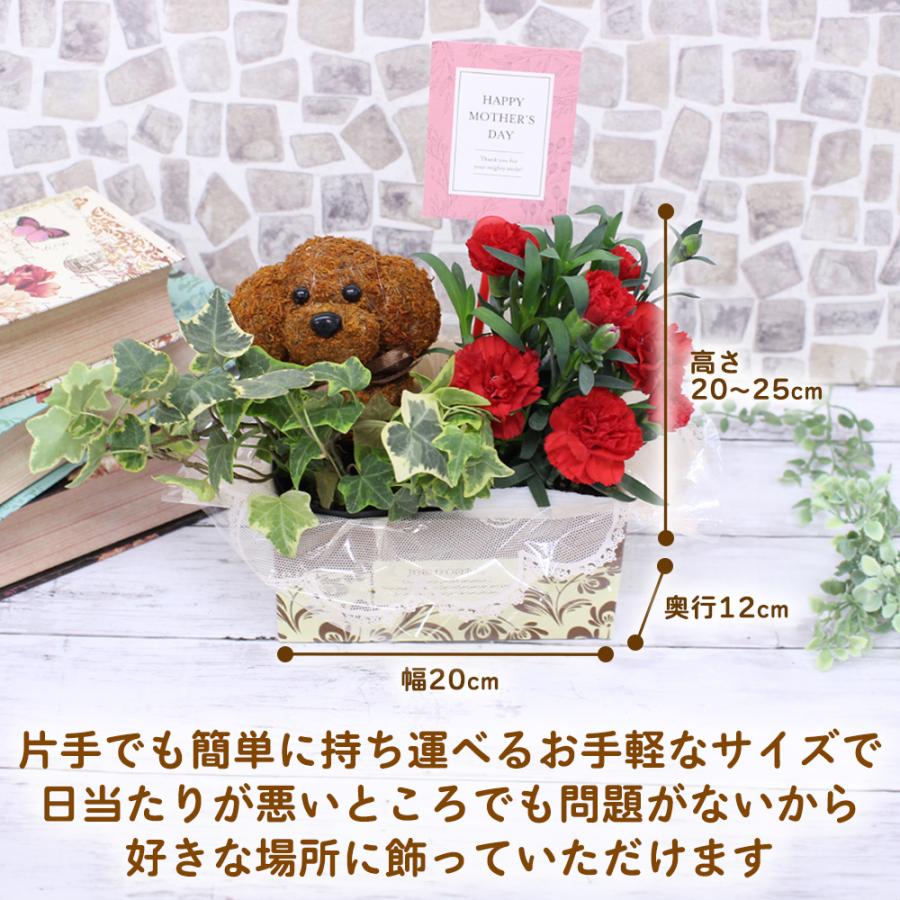母の日 カーネーション アニマルトピアリー 花 鉢植え くま うさぎ