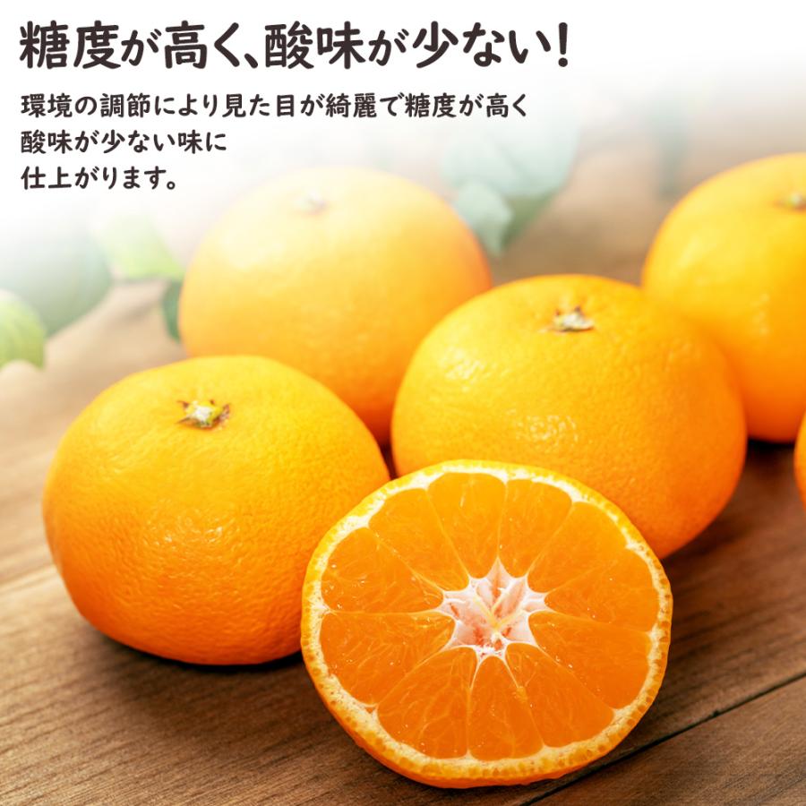 予約】佐賀県産 佐賀唐津ハウスみかん 2kg 唐津 ハウスみかん みかん