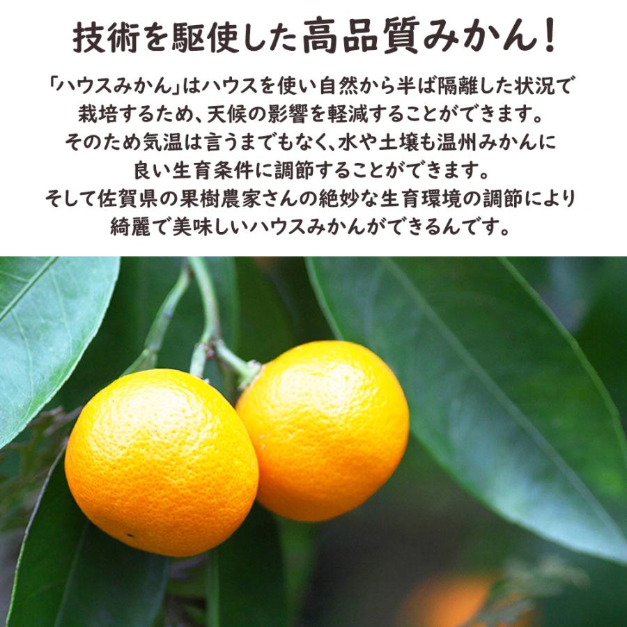 夏だけの贅沢☆九州産 訳あり ハウス みかん 10kg336 ハウスみかん 温室みかん みかん ミカン 蜜柑 30〜36玉 約1.6kg 佐賀県
