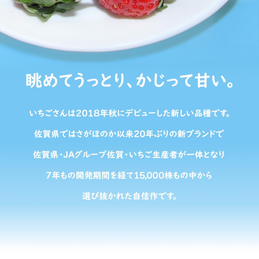発送中／ いちごさん いちご イチゴ 苺 佐賀 果物 フルーツ ギフト