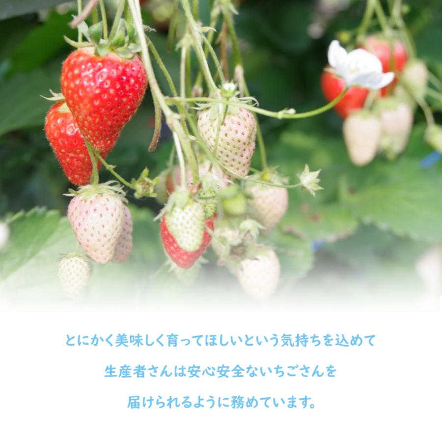 発送中／ いちごさん いちご イチゴ 苺 佐賀 果物 フルーツ ギフト