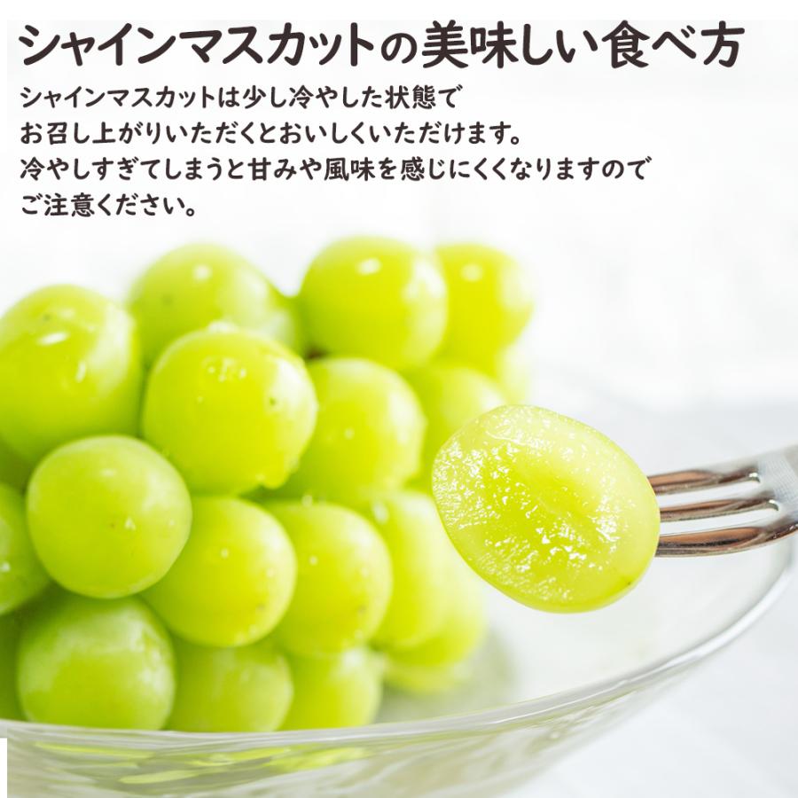 シャインマスカット 梨 桃 敬老の日 マスカット なし もも フルーツ