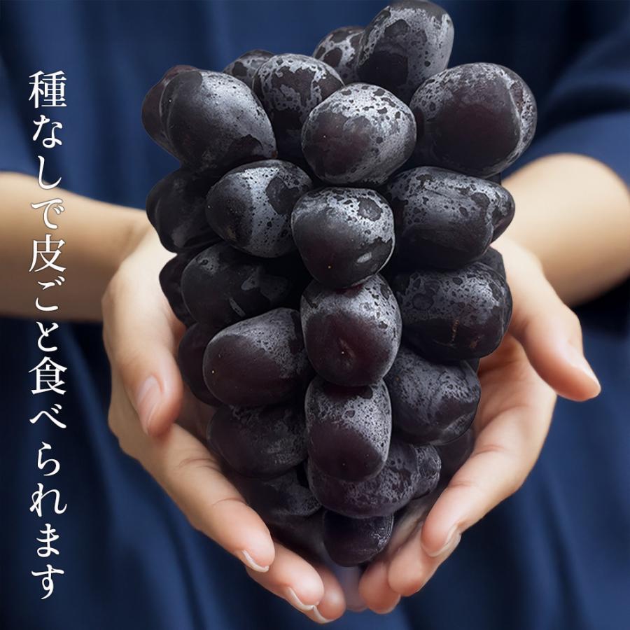 贈答用 山梨 富士の輝 ブラックシャイン ブラック シャインマスカット