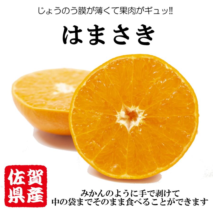 はまさき 佐賀県産 せとか の姉妹品種 柑橘 みかん 唐津 果物 麗紅 れ