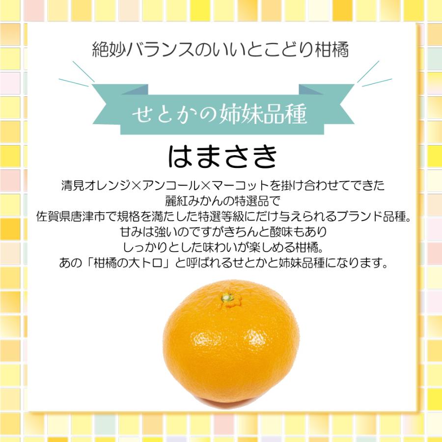 はまさき 佐賀県産 せとか の姉妹品種 柑橘 みかん 唐津 果物 麗紅 れ