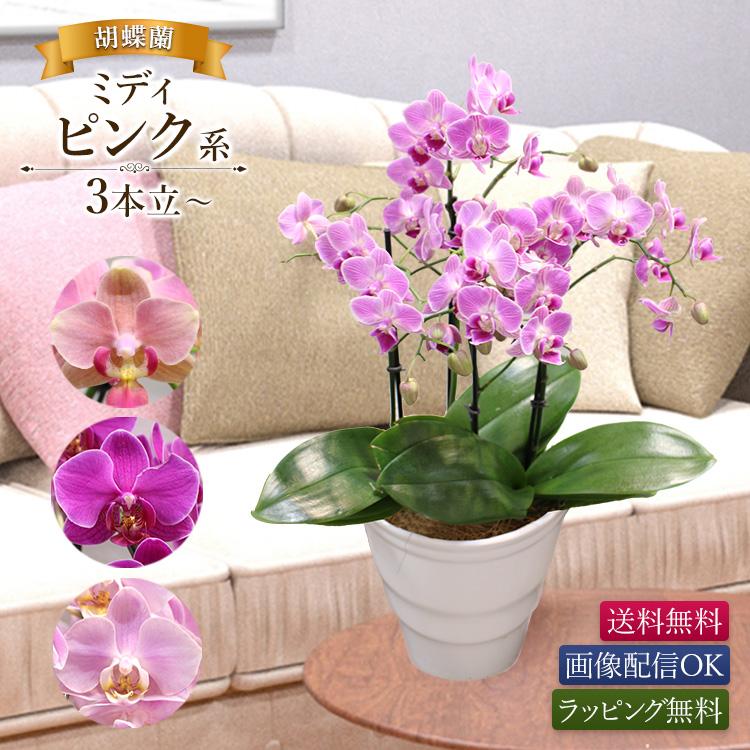 11時までのご注文で当日出荷】胡蝶蘭 ミディピンク系 3本立以上 画像