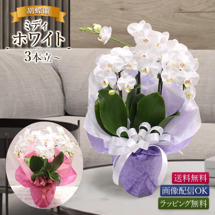【11時までのご注文で当日出荷】胡蝶蘭 ミディホワイト 3本立以上 画像配信 白 開店 周年 就任 オープン お誕生日 お供え お祝い[胡蝶蘭 ミディホワイト 3本立]｜ほんまもん屋&Hanaファクトリー