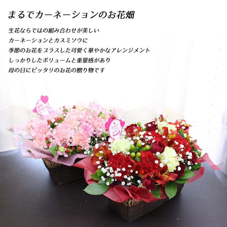 遅れてごめんね! 母の日 花 カーネーション アレンジメント 生花 バラ