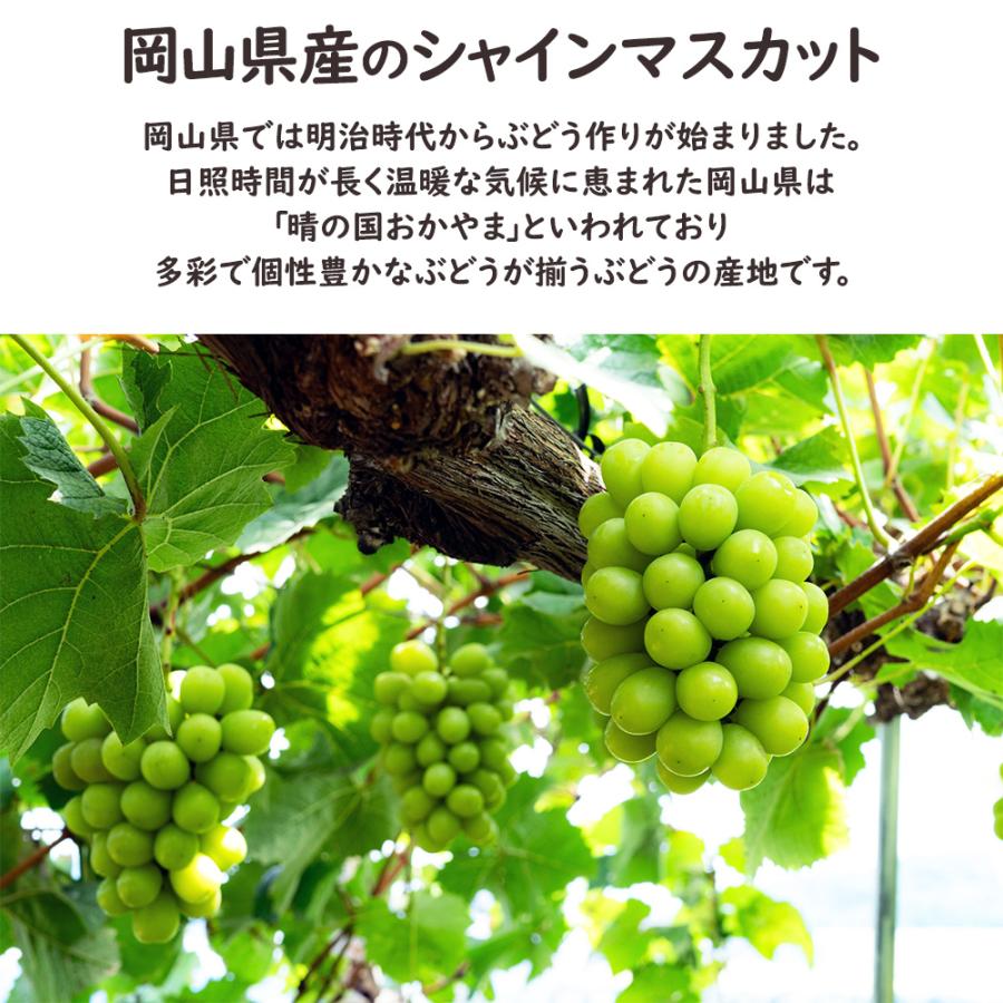 岡山県産 シャインマスカット 晴王 3房 約1.5kg マスカット ぶどう