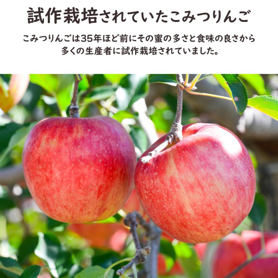 青森県 こみつりんご 約2kg 6-13玉入 高徳 りんご リンゴ 林檎 蜜入り