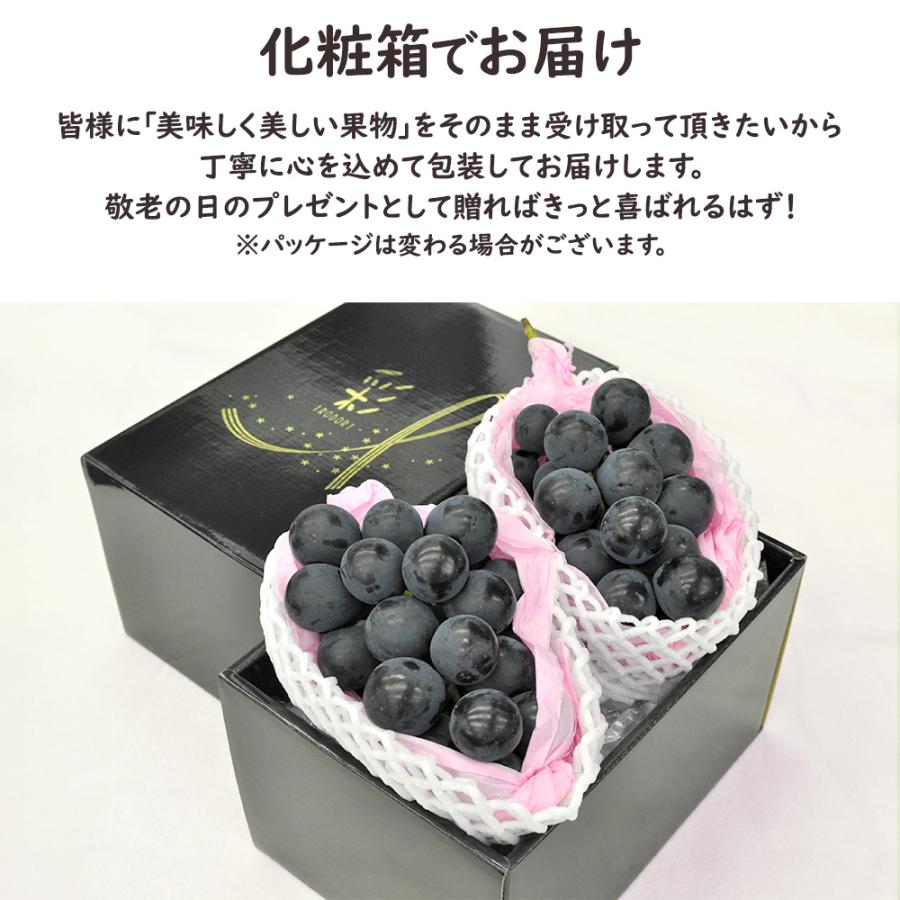 ナガノパープル 種無し で 皮ごと食べられる ぶどう 400g 2房 長野