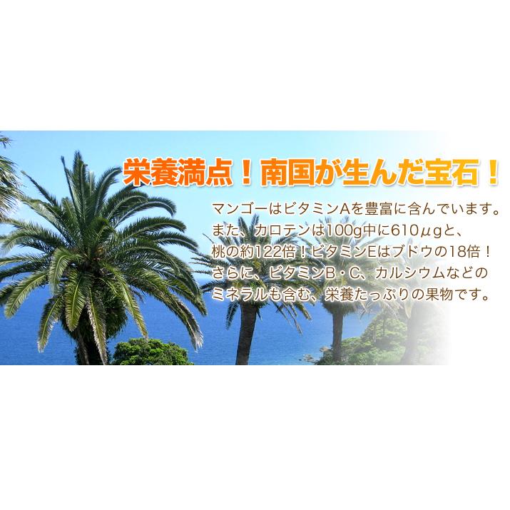 遅れてごめんね! 母の日 宮崎県産 完熟マンゴー 1玉 2024 プレゼント フルーツ 果物 ギフト 贈答 [宮崎完熟マンゴー 1玉 母の日]【MR】｜honmamonya｜05