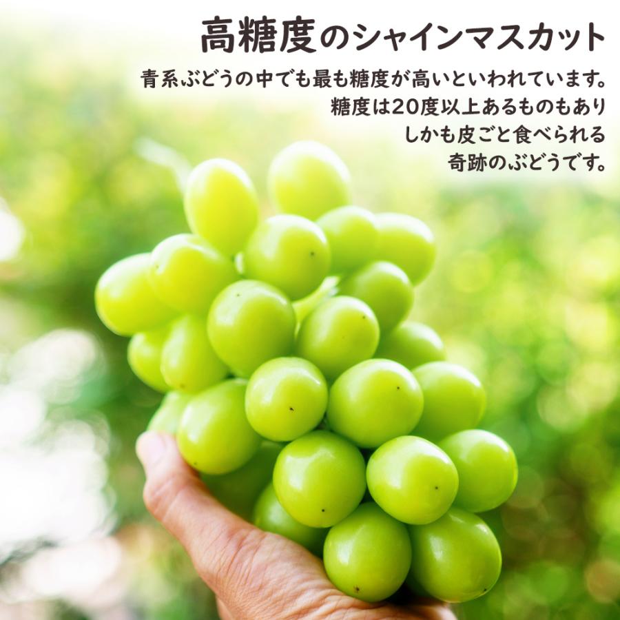 シャインマスカット マスカット ぶどう ブドウ 約3kg 5~7房 山梨 果物