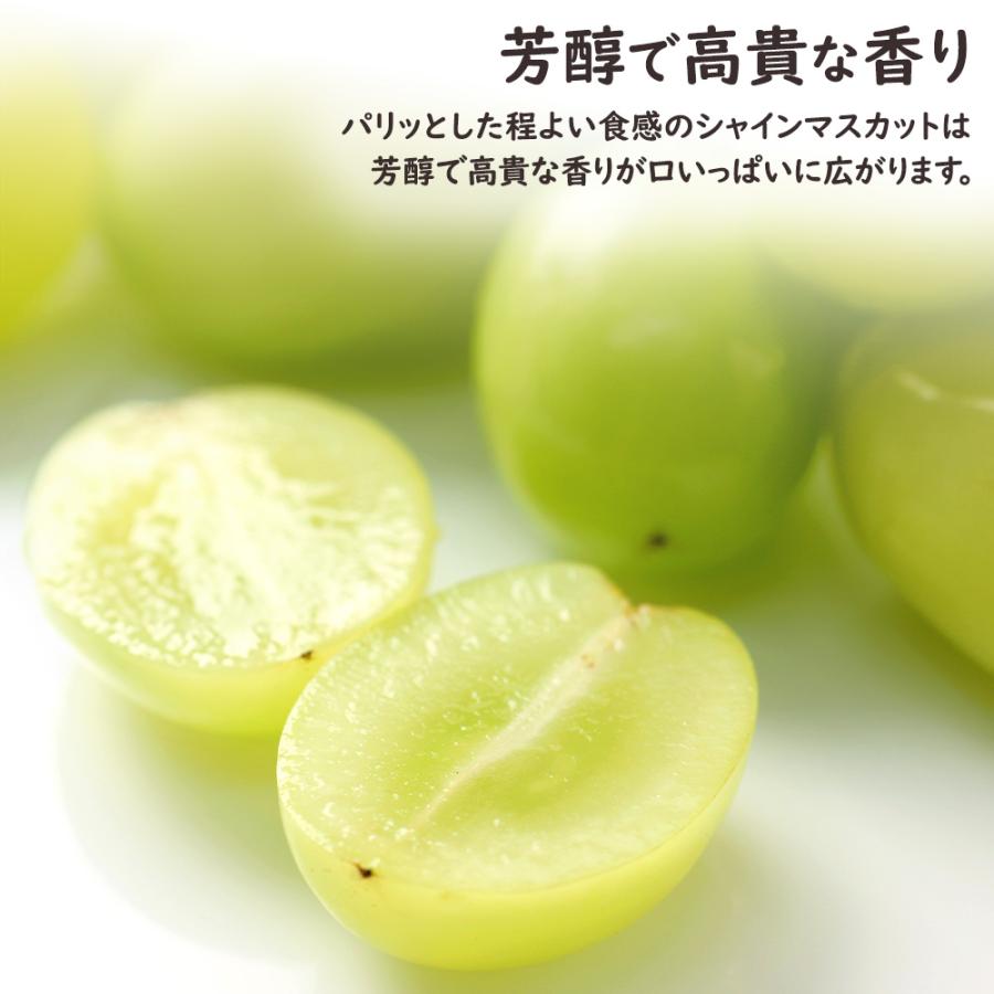 シャインマスカット マスカット ぶどう ブドウ 約3kg 5~7房 山梨 果物