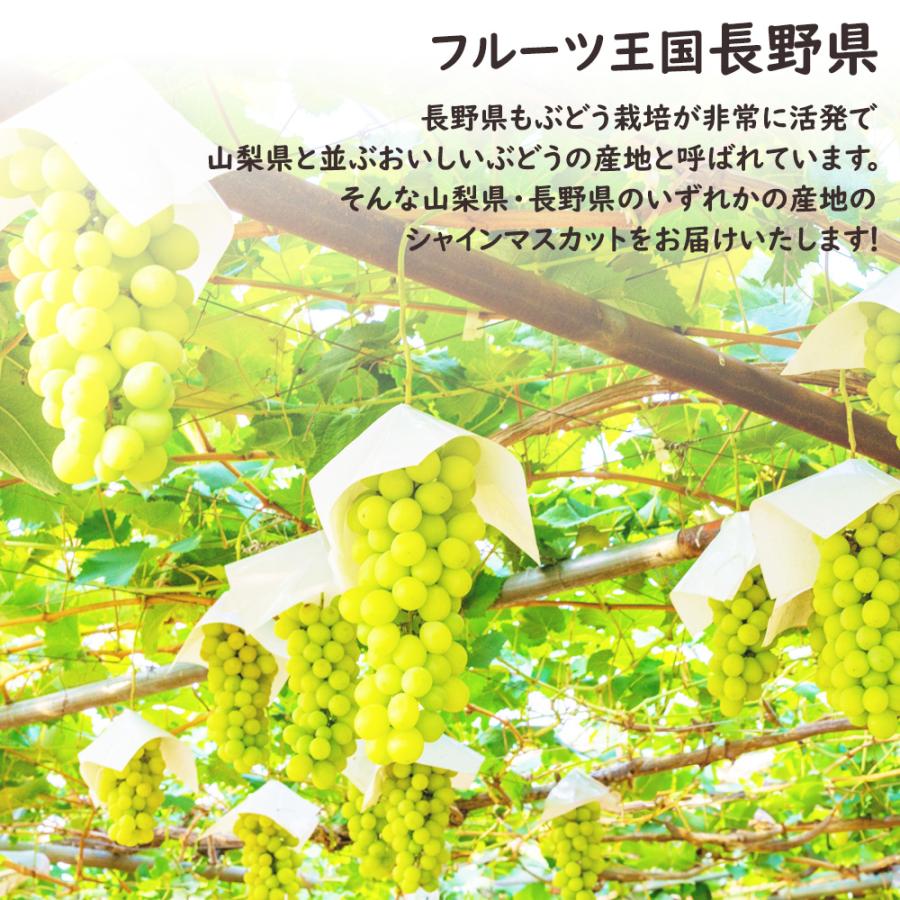 シャインマスカット 幸水梨 セット お中元 御中元 暑中見舞い 残暑