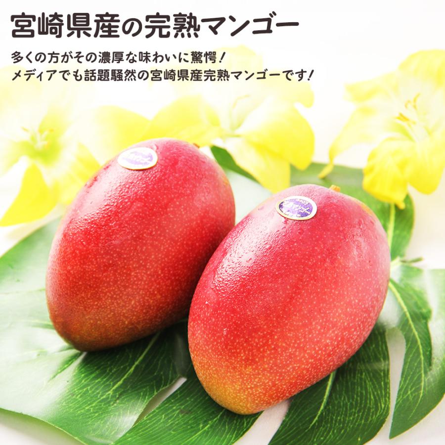 太陽のタマゴ 宮崎 糖度15度 完熟 マンゴー 2玉 化粧箱 贈答 フルーツ