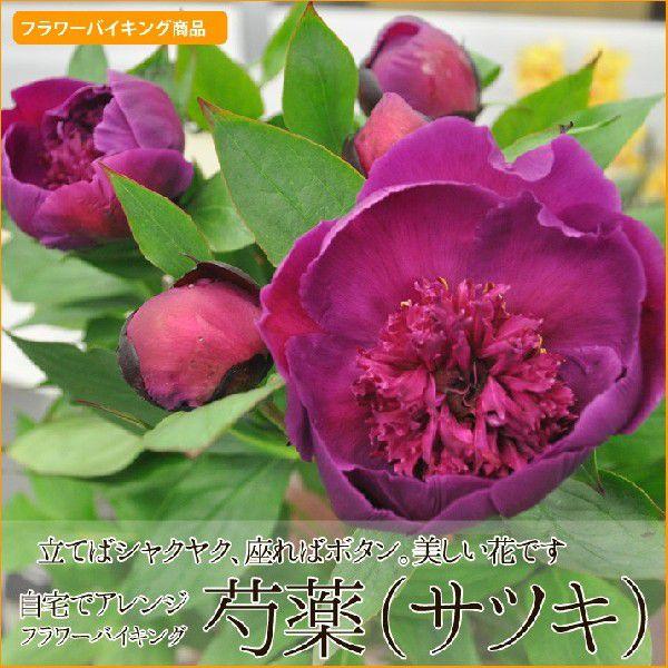 切り花 原体 芍薬 シャクヤク サツキ さつき 芍薬 10本 Viking Syakuyaku Satuki ほんまもん屋 Hanaファクトリー 通販 Yahoo ショッピング