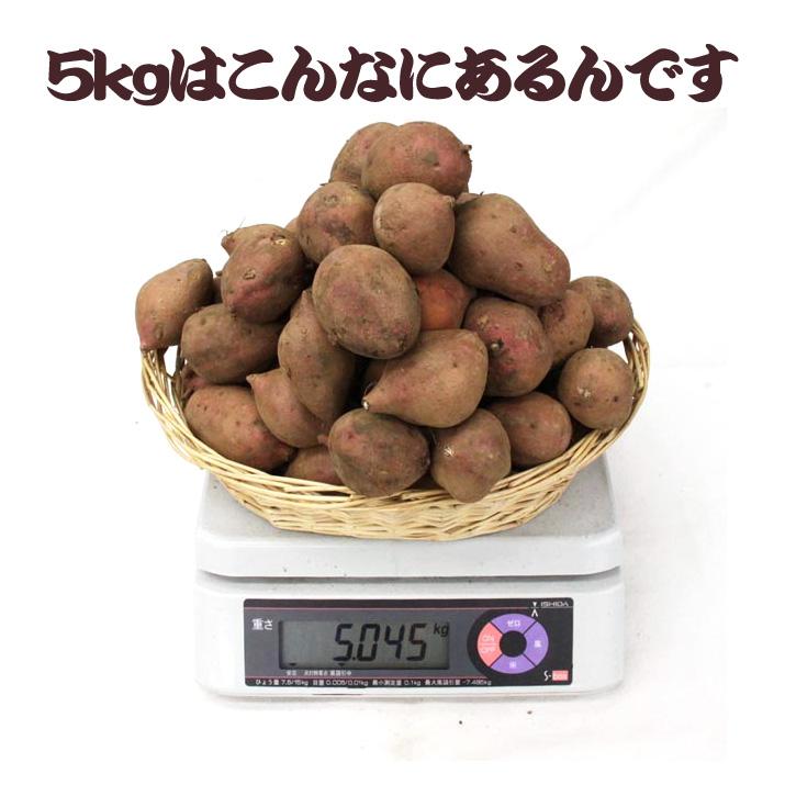 セール中!!】さつまいも 安納芋 種子島産 送料無料 訳あり 無 セール中!!】さつまいも 安納芋 種子島産 送料無料 訳あり 無
