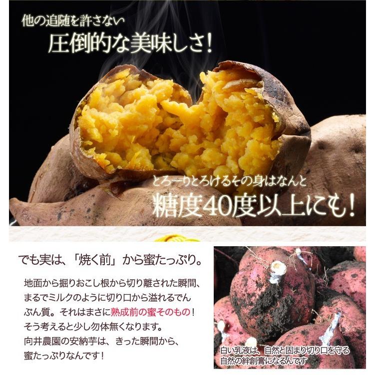 さつまいも 安納芋 訳あり 鹿児島 種子島産 無選別 5kg 焼き芋 [向井