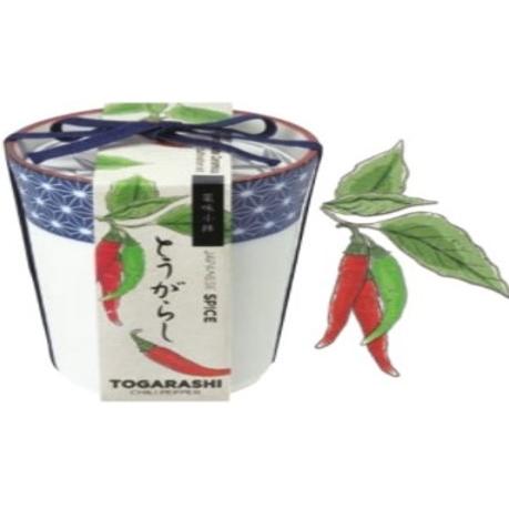染付小紋 薬味小鉢 とうがらし 栽培キット (S:0040) : Komamono Lab